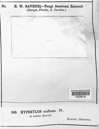 Hypoxylon fuscum image